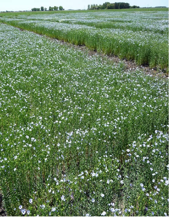 flax
